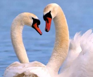 pareja cisnes