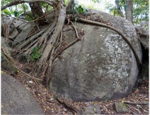 raiz abraza piedra