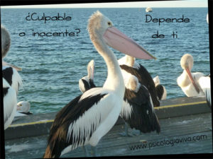 culpable inocente