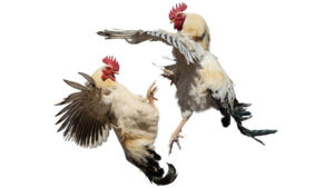 violencia-de-hijos-a-padres