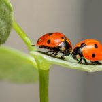 ¿Qué es la terapia de pareja?